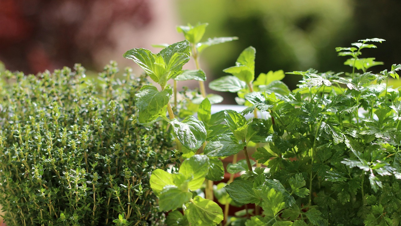 Erbe aromatiche fresche coltivate in vaso su un balcone soleggiato.
