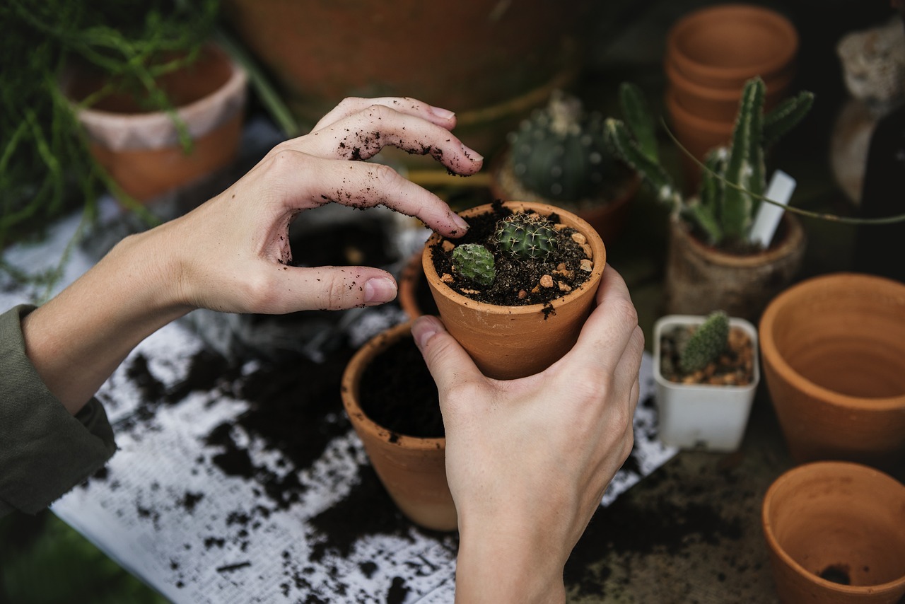 Piante in vaso pronte per il rinvaso, con terra fresca e strumenti da giardinaggio a disposizione.