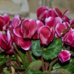 Ciclamino fiorito con foglie verdi, illustrato in un contesto di cura e innaffiatura corretta.