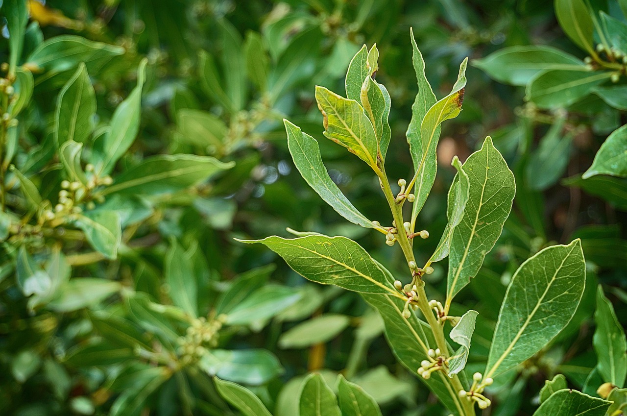 Foglie di alloro verdi e rigogliose in un giardino soleggiato, simbolo di bellezza e benefici naturali.
