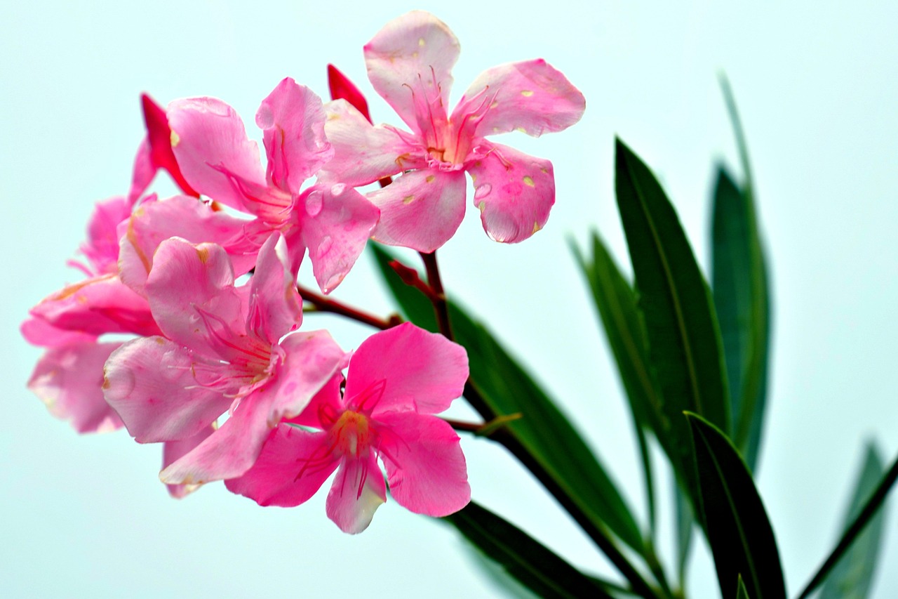 Oleandro in fiore con fiori colorati, simbolo del metodo per una fioritura abbondante.