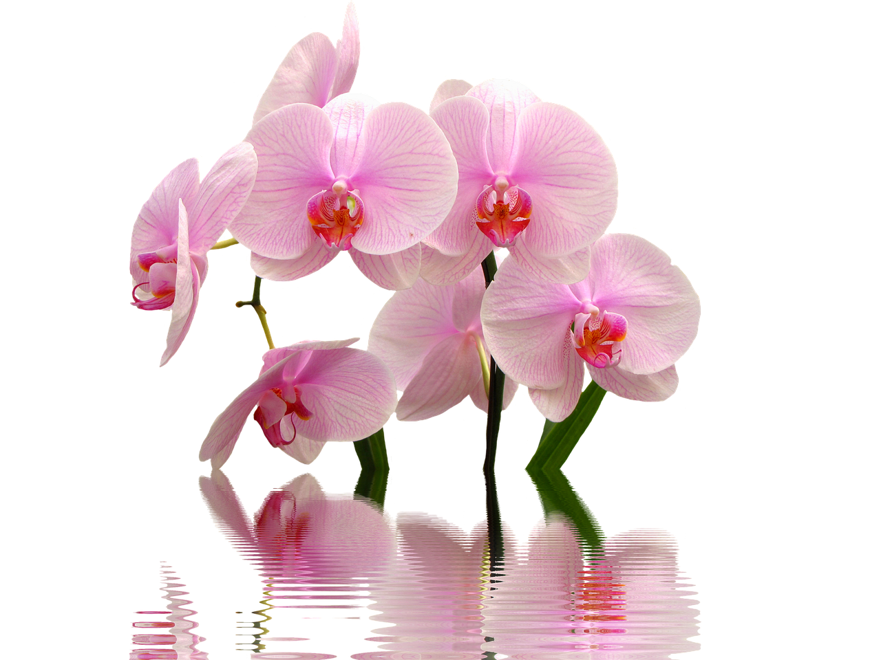 Giardiniere mentre innaffia un'orchidea con una tecnica innovativa.