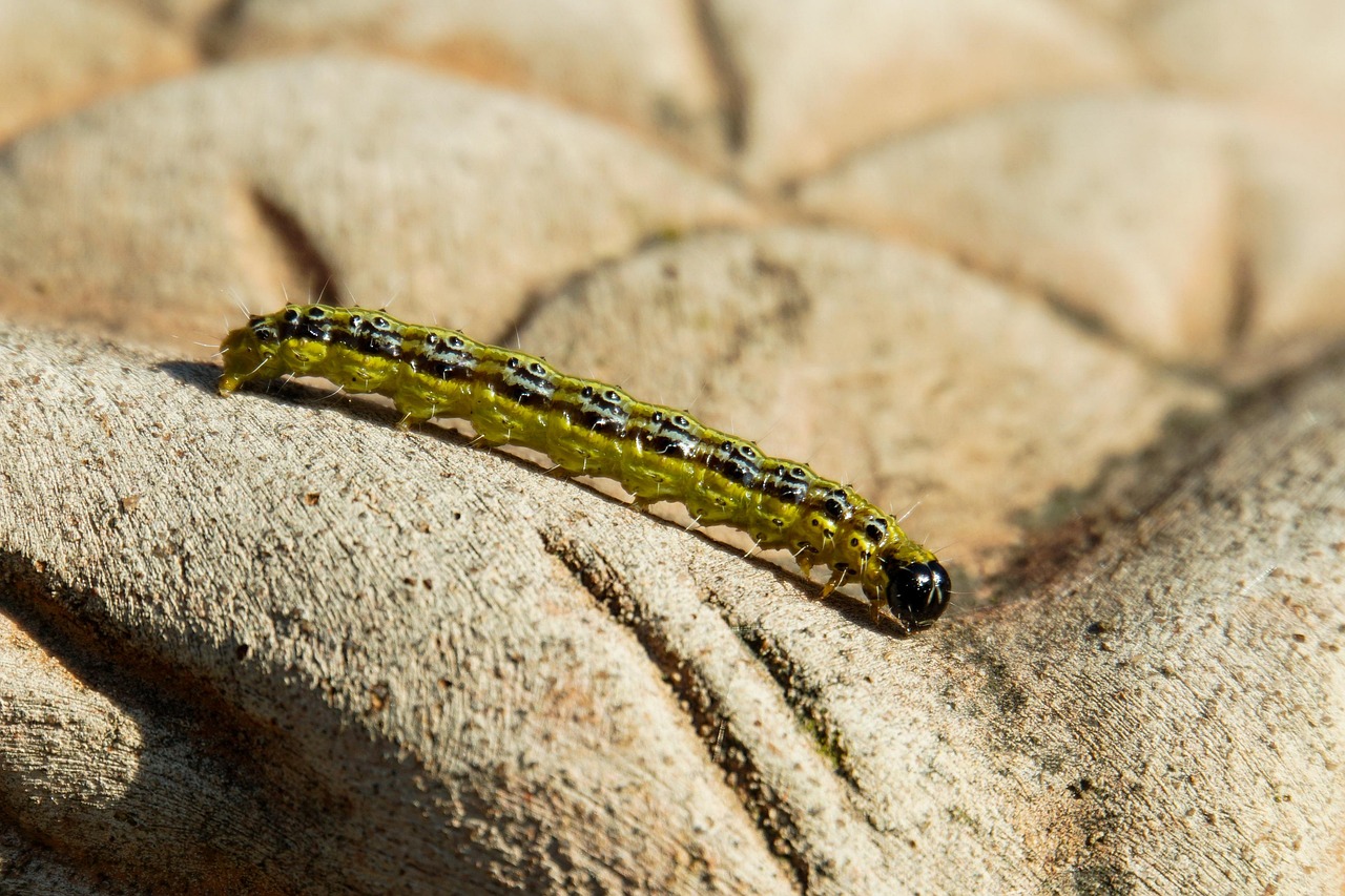 Larva verde su una foglia, simbolo di avvertimento per la salute del giardino.
