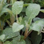 Salvia legnosa potata con taglio basso in giardino, pronta a rinvigorirsi dopo l'inverno.