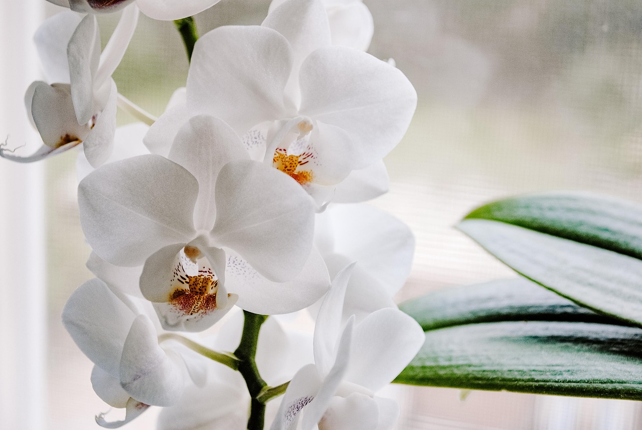 Orchidea immersa nel latte, un metodo per ottenere fiori più grandi e rigogliosi.