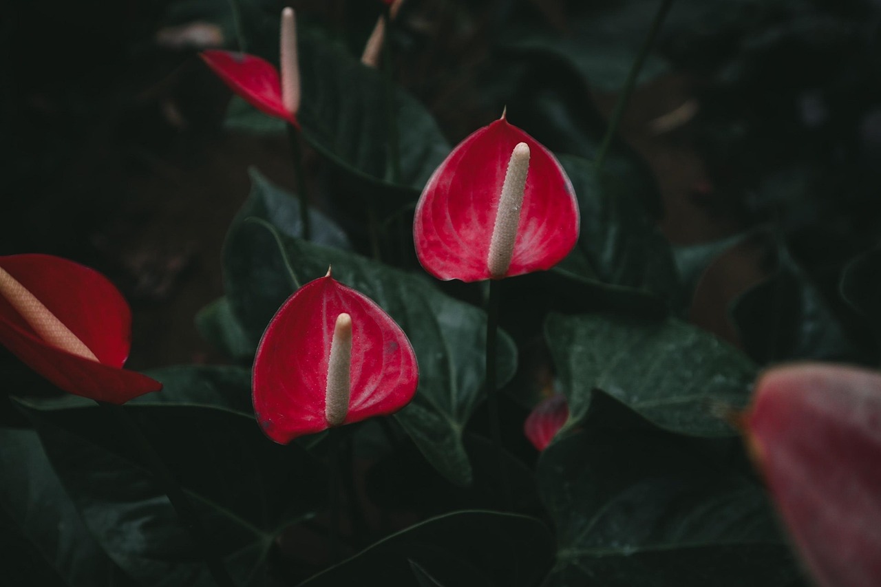 Foglia verde brillante di Anthurium con fiori rossi, simbolo di bellezza e cura domestica.