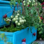 Pianta repellenti per cimici vicino ai pomodori nel giardino.