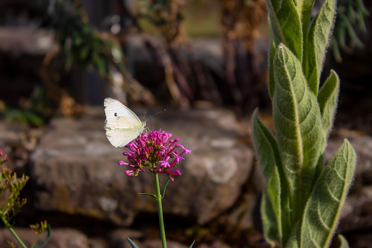Farfallina bianca su una foglia verde, simbolo di infestazione per le piante.