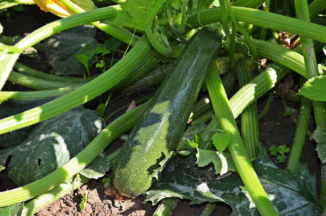 Cenere di legna sparsa nel terreno accanto a piante di zucchine in crescita.