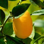 Limone con foglie ingiallite, simbolo di carenza minerale nel terreno.