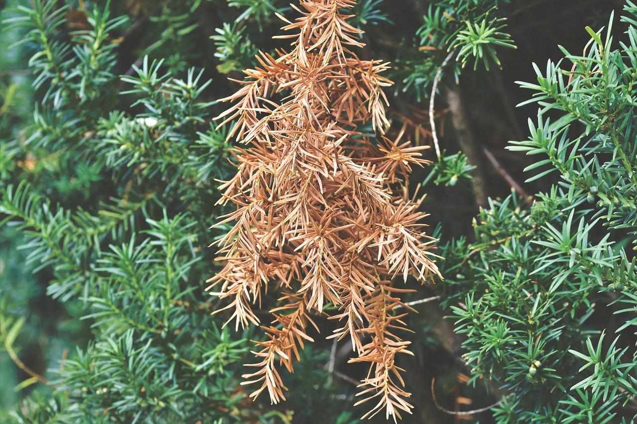 Pianta con radici marce, evidenziando segni di marciume radicale e foglie appassite.