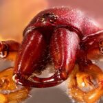 Punteruolo rosso su una foglia di palma, evidenziando i danni causati all'impianto.