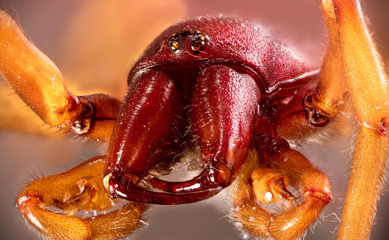 Punteruolo rosso su una foglia di palma, evidenziando i danni causati all'impianto.