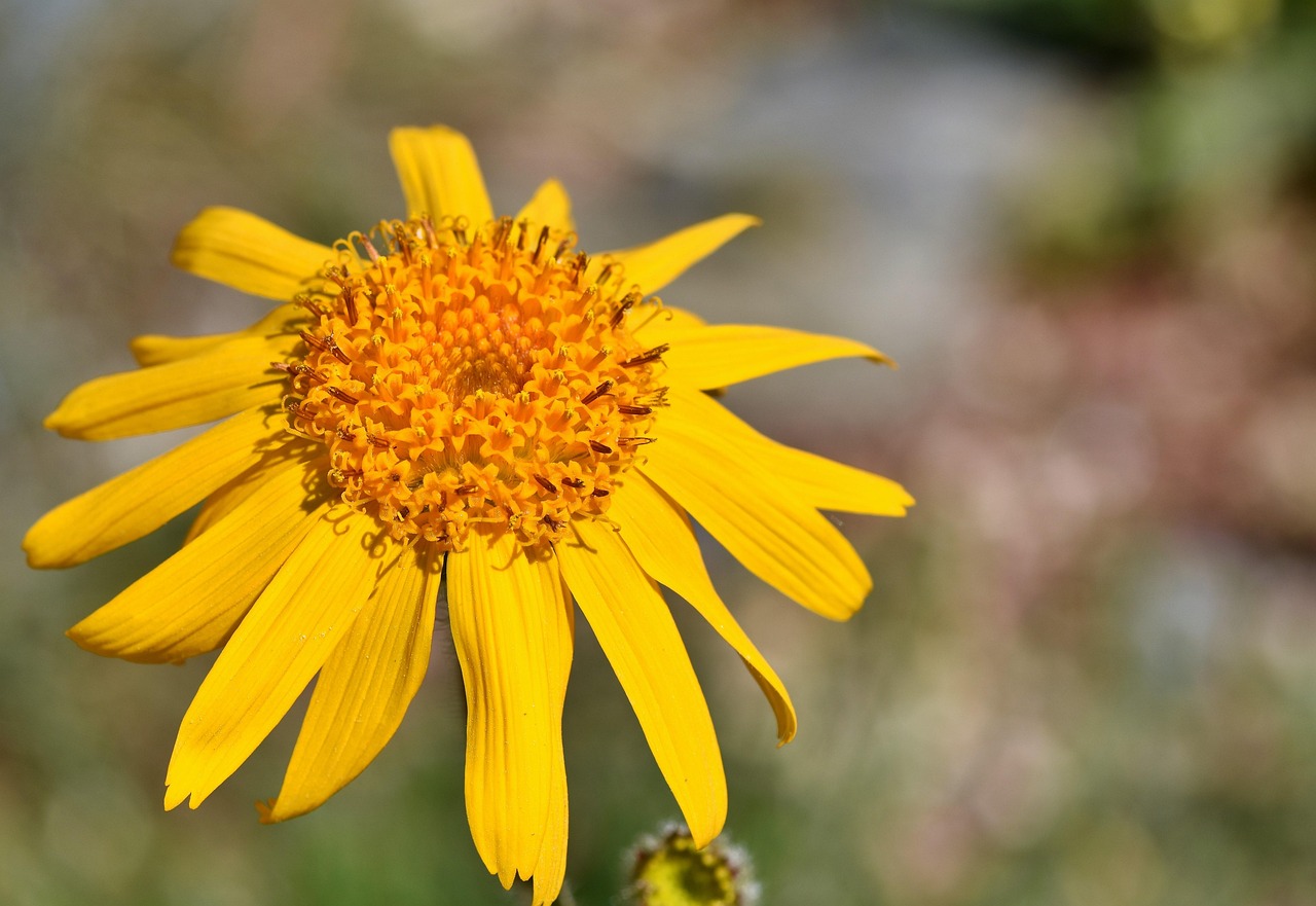 Immagine di arnica e arpagophytum, piante officinali per il benessere e la salute.