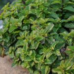 Foglie di menta e pezzi di cioccolato su sfondo bianco, simbolo del gusto menta cioccolato.