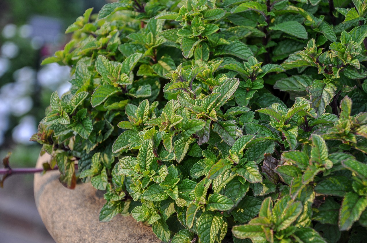 Foglie di menta e pezzi di cioccolato su sfondo bianco, simbolo del gusto menta cioccolato.