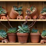 Piante grasse in vaso durante l'inverno, evidenziando la loro cura e il rischio di potatura.