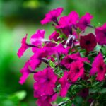 Petunie appassite in un giardino, con consigli per il loro recupero e rinverdimento.