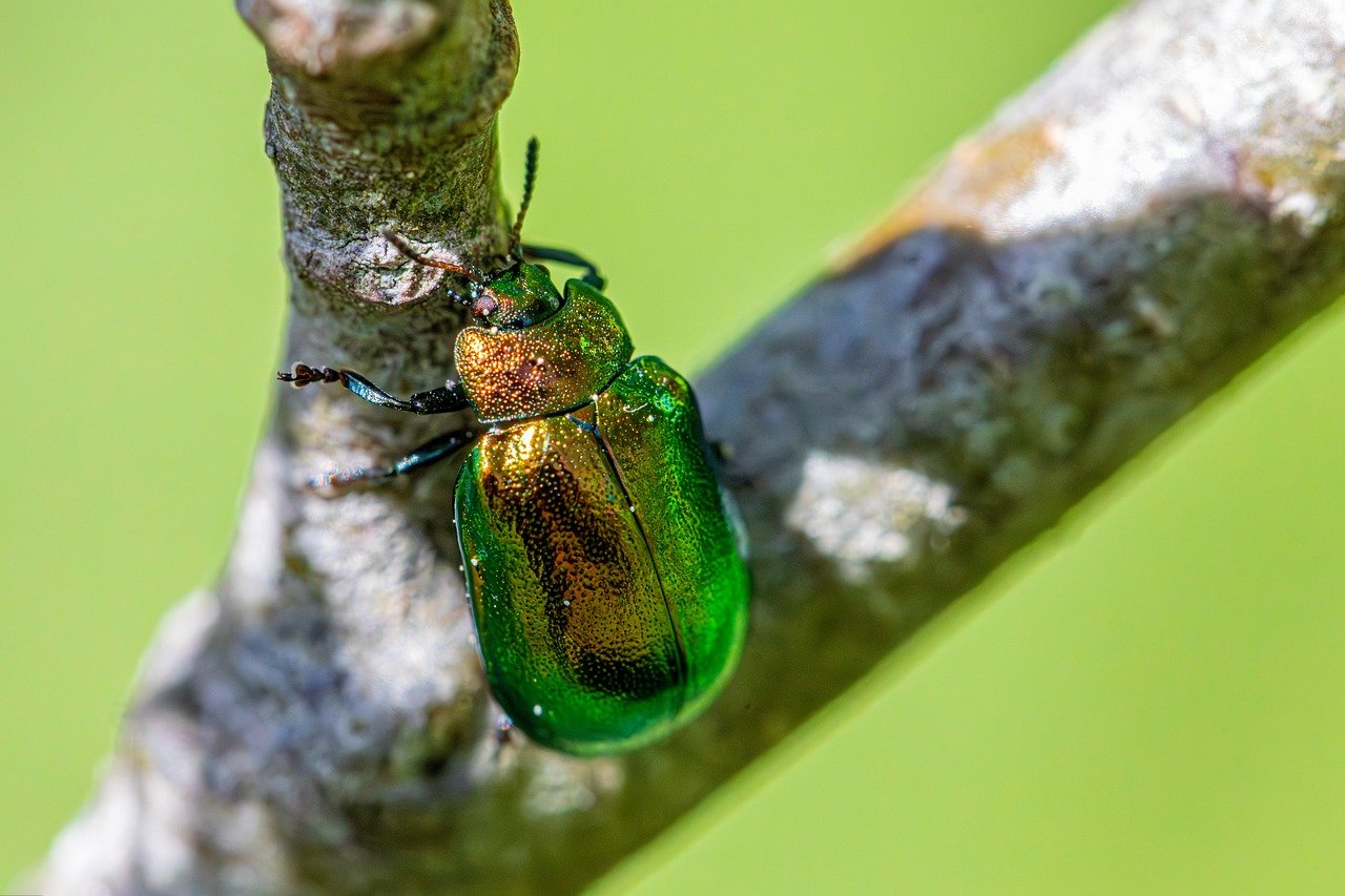 Coleottero verde su foglia, spesso scambiato per insetto utile, simbolo di confusione tra specie.