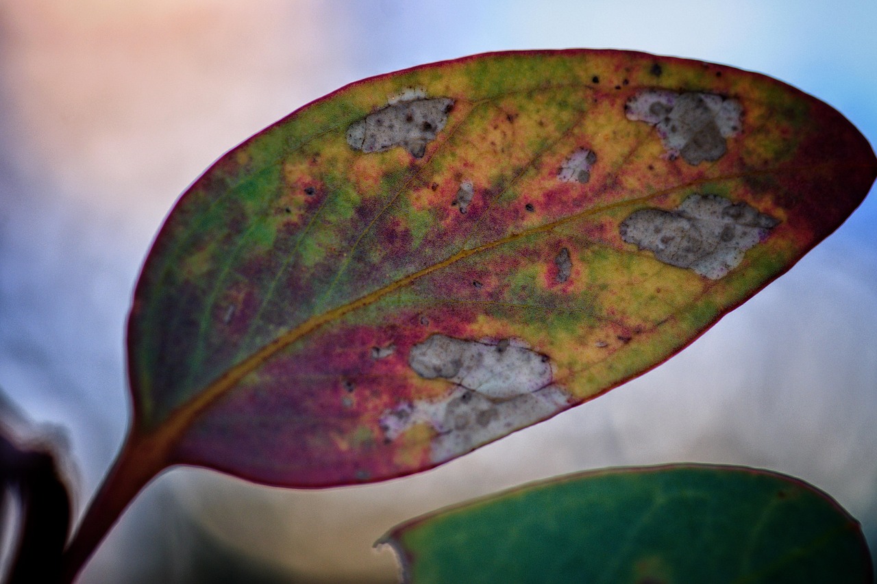 Foglie di piante malate con colori anomali, evidenziate per riconoscere i segni di malattia.