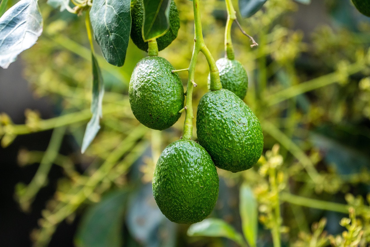 Seme di avocado piantato in un vaso con terra, pronto per germogliare.