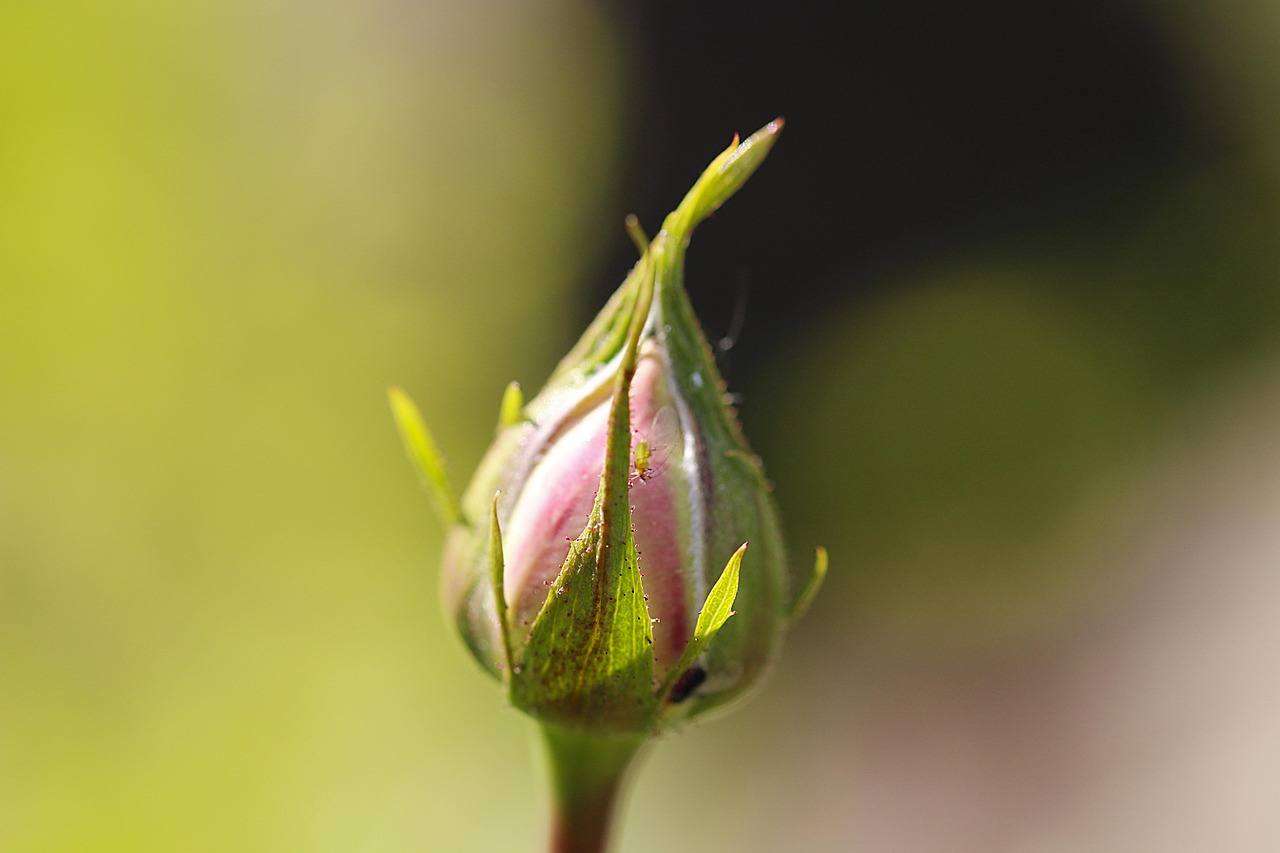 Pianta repellente per afidi accanto a rose in un giardino fiorito.