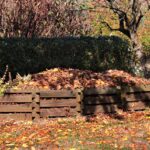 Foglie secche usate come pacciamatura nel giardino, sostituendo teli costosi per una protezione naturale.
