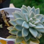 Foglie di piante grasse gialle, evidenziando il loro significato e i fattori che influenzano il colore.