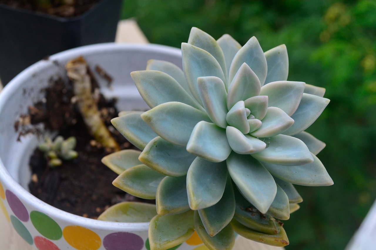 Foglie di piante grasse gialle, evidenziando il loro significato e i fattori che influenzano il colore.