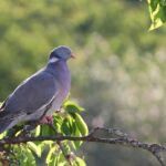 Piccione allontanato da un giardino grazie a colori vivaci e dissuasori decorativi.