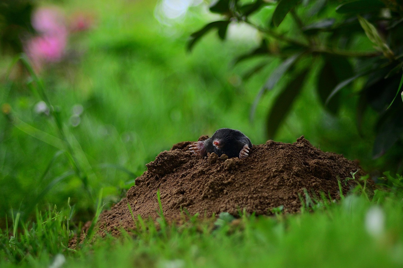 Talpa nel giardino con terreno smosso, segno di attività sotterranea.