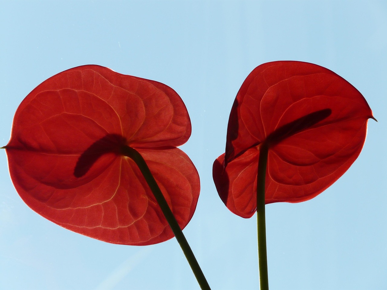 Anthurium in casa con foglie verdi e fiori colorati, simbolo di salute e cura adeguata.