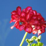 Petali di geranio che mostrano segni di bisogno di luce solare.