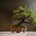 Bonsai immerso in una bacinella d'acqua per l'irrigazione corretta.