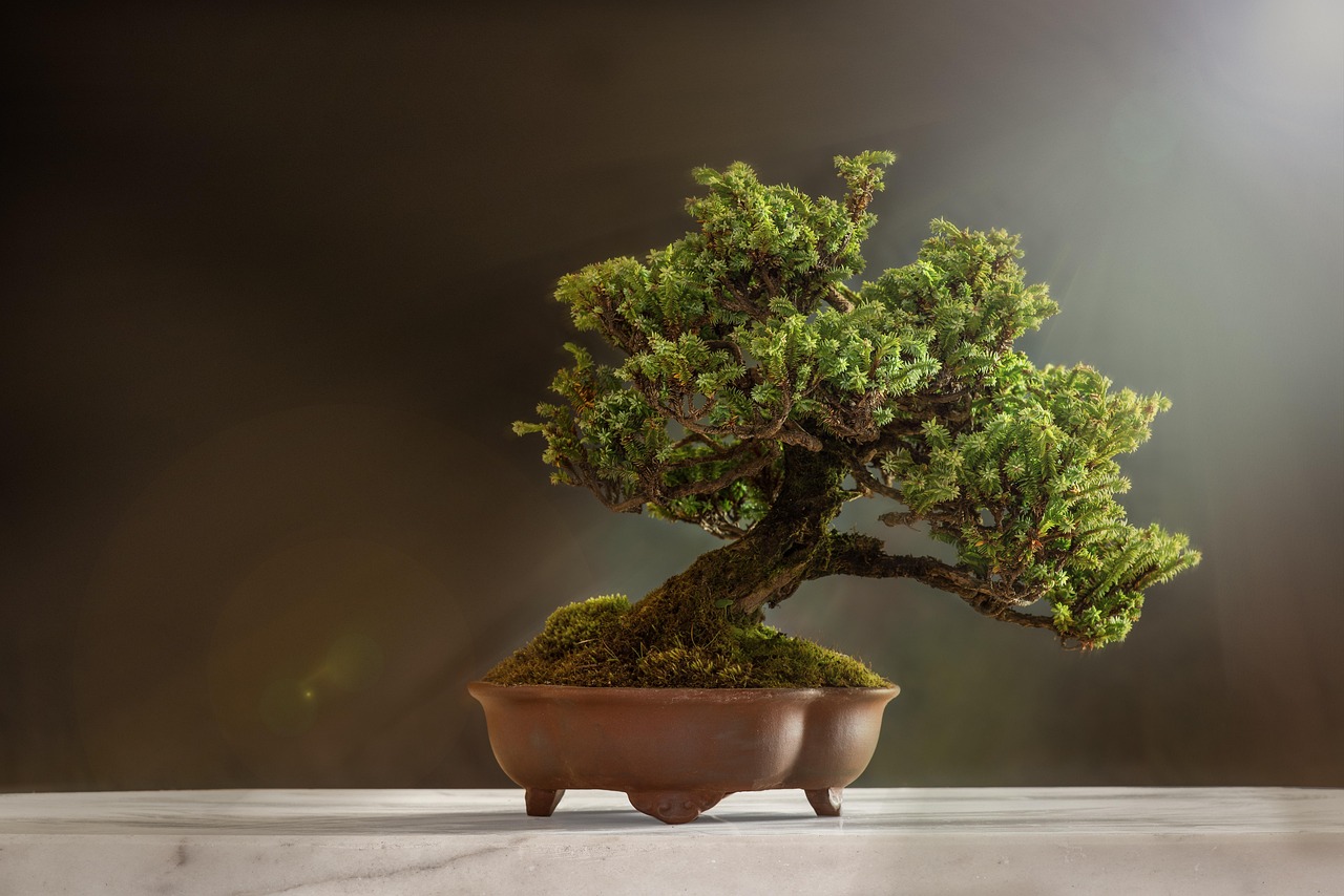 Bonsai immerso in una bacinella d'acqua per l'irrigazione corretta.