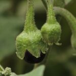 Melanzane con picciolo spinoso, evidenziando il rischio di punture durante la raccolta.