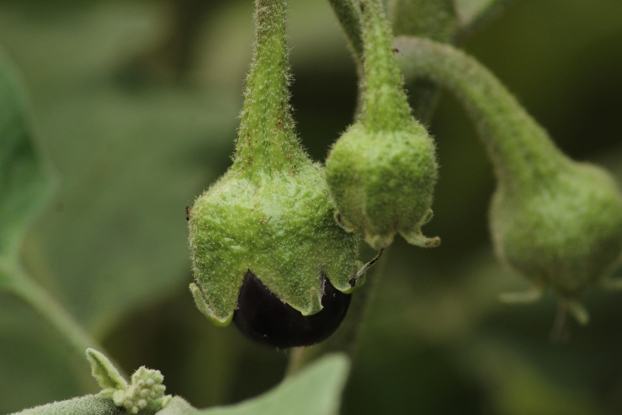 Melanzane con picciolo spinoso, evidenziando il rischio di punture durante la raccolta.