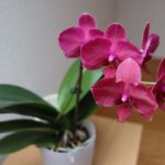 Orchidee in fiore con petali grandi, esposte a luce naturale in un ambiente ideale per la crescita.
