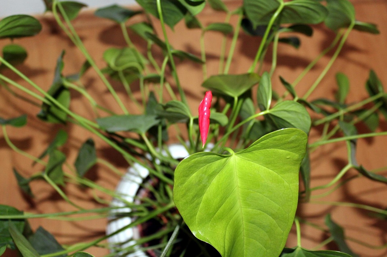 Foglie gialle di un Anthurium con rimedi fai da te per la cura della pianta.