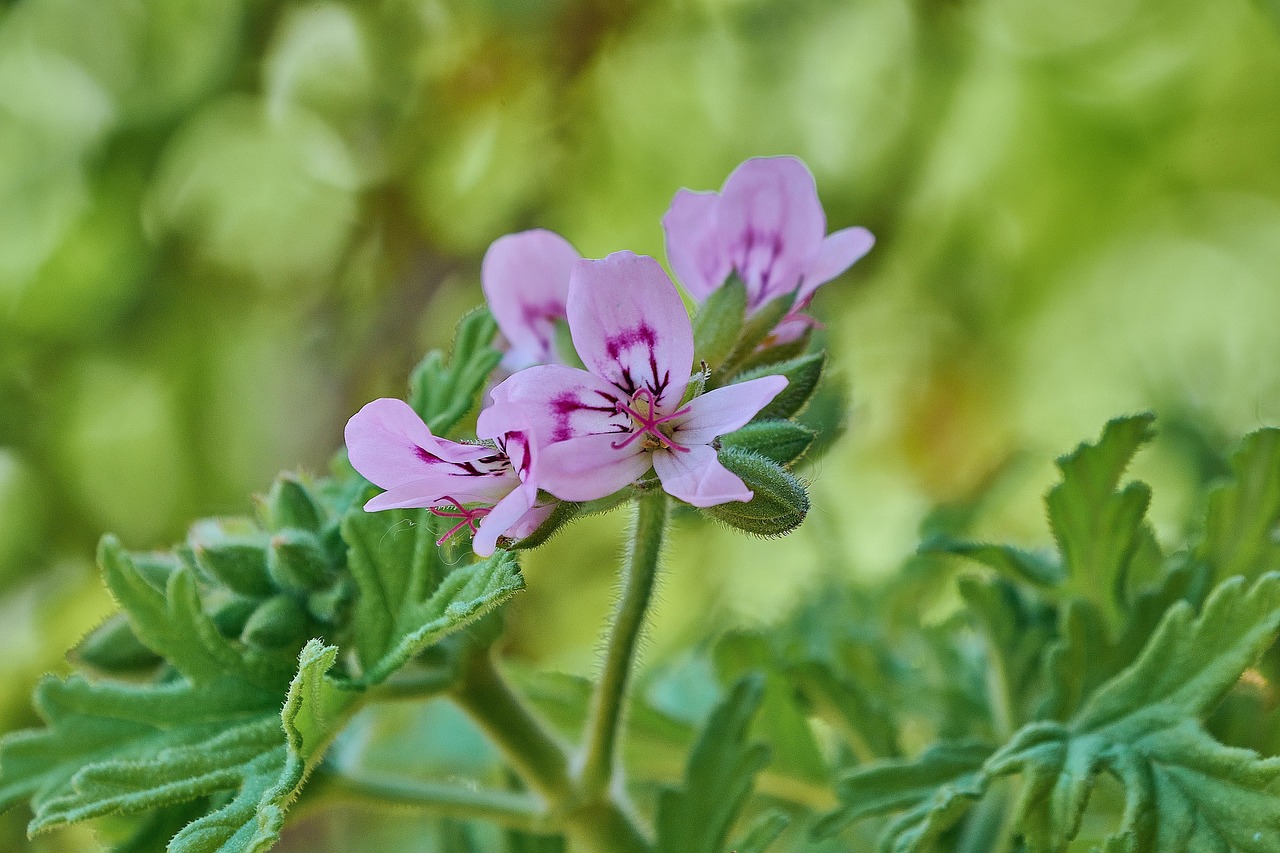 Pianta repellente per zanzare con fiori profumati in un giardino rigoglioso.