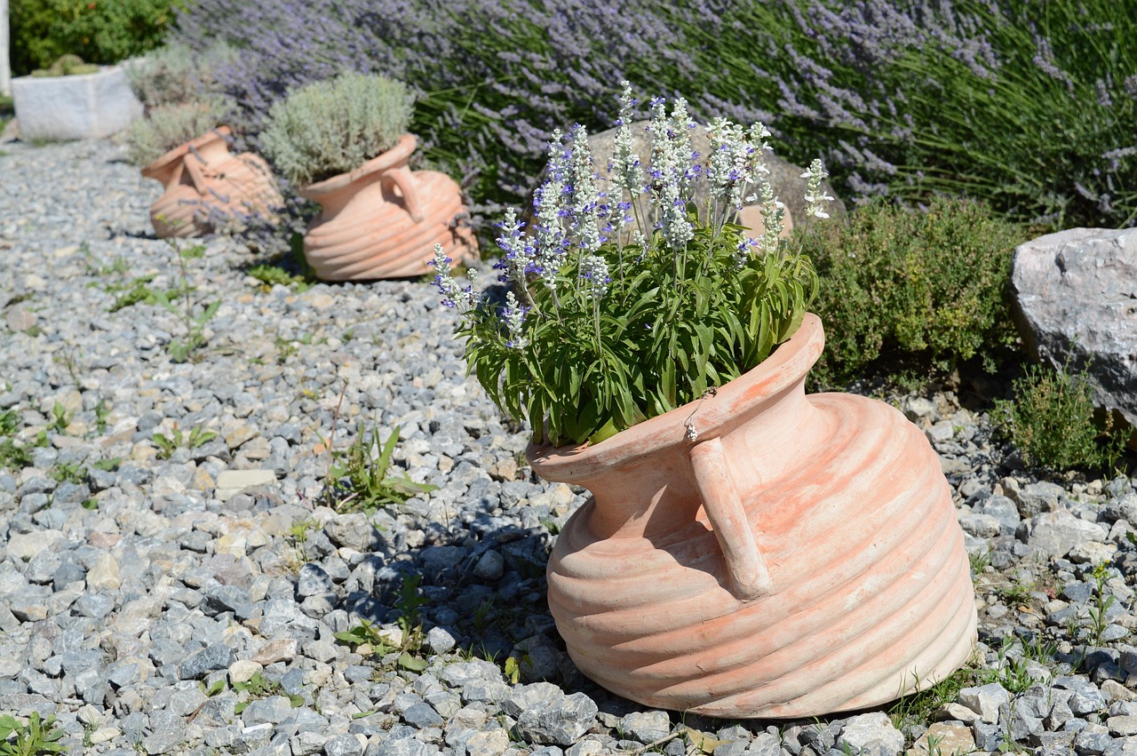 Talea di lavanda pronta per essere piantata in un vaso di terracotta.