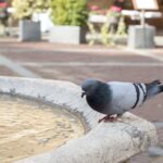 Immagine di un vetro riflettente utilizzato per allontanare i piccioni in un ambiente urbano.