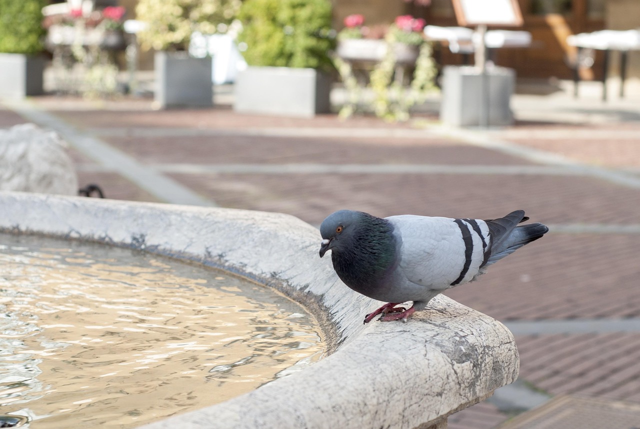 Immagine di un vetro riflettente utilizzato per allontanare i piccioni in un ambiente urbano.