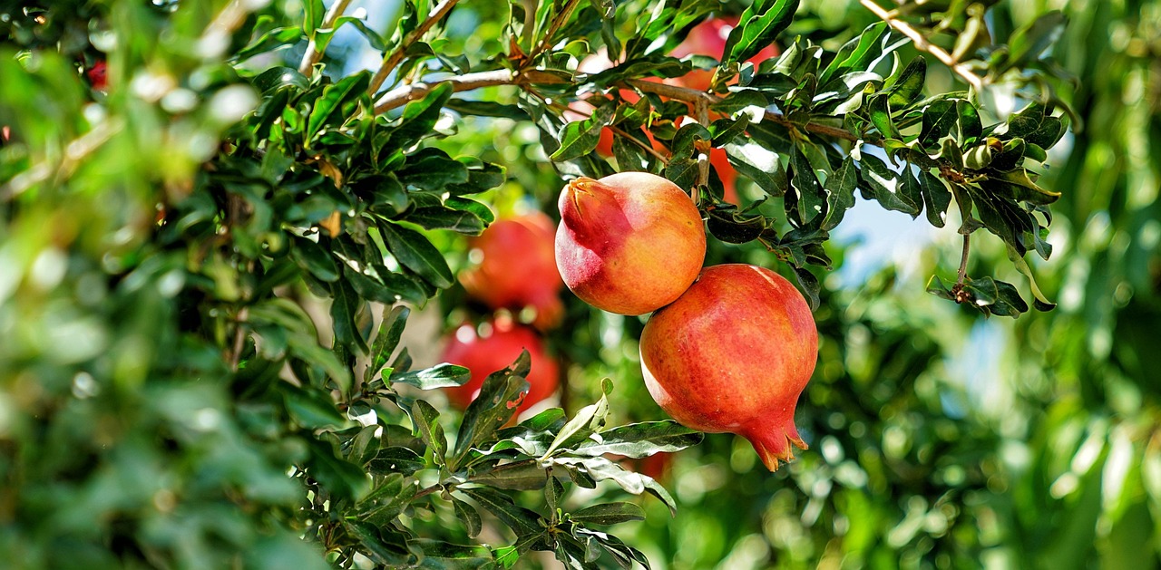 Melograno in fiore con frutti maturi, simbolo di potatura per raccolto abbondante.