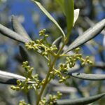 Ulivo carico di olive mature, simbolo di una raccolta prospera e sana.