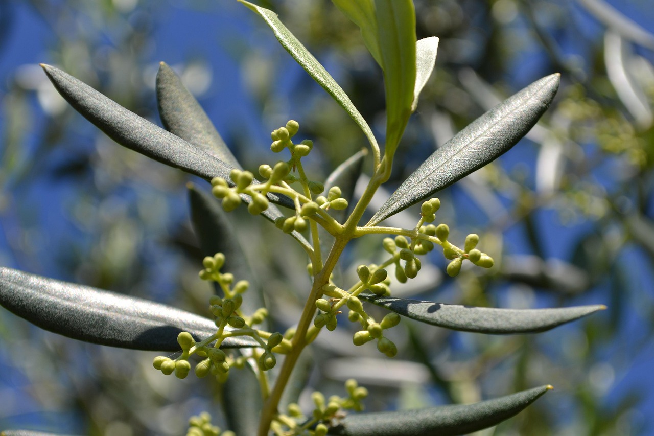 Ulivo carico di olive mature, simbolo di una raccolta prospera e sana.