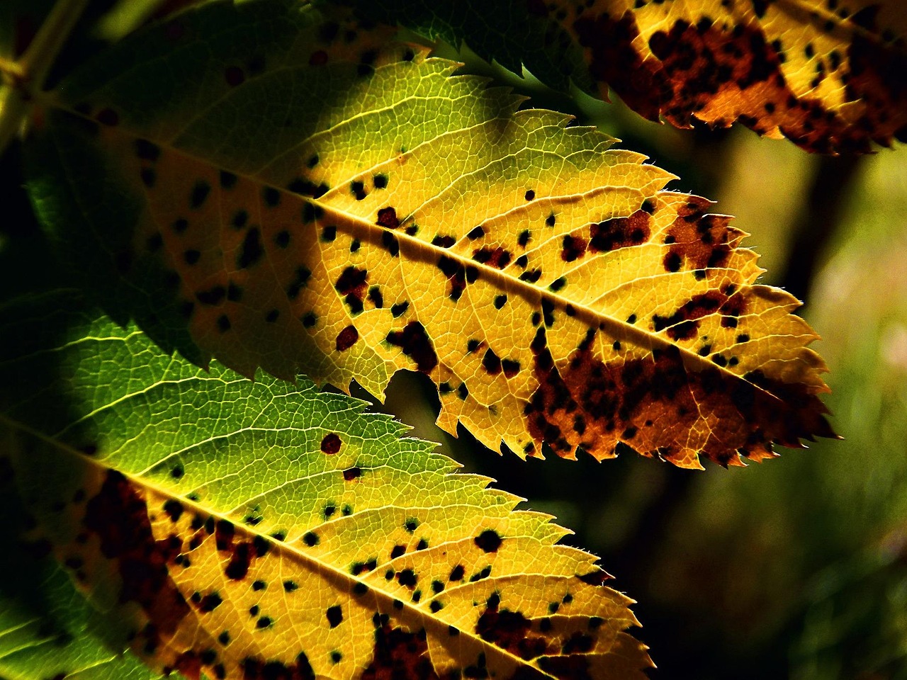 Macchia gialla su foglie di pianta, indicativa di problemi di salute vegetale.
