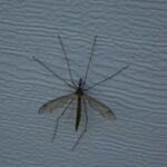 Insetto forbice con antenne lucide visibili al crepuscolo, su sfondo naturale.