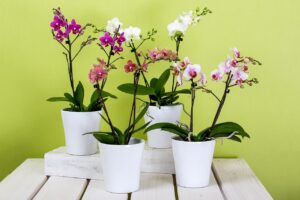 Annaffiatura di orchidee con tecnica giapponese, mostrando metodo e cura delle piante.
