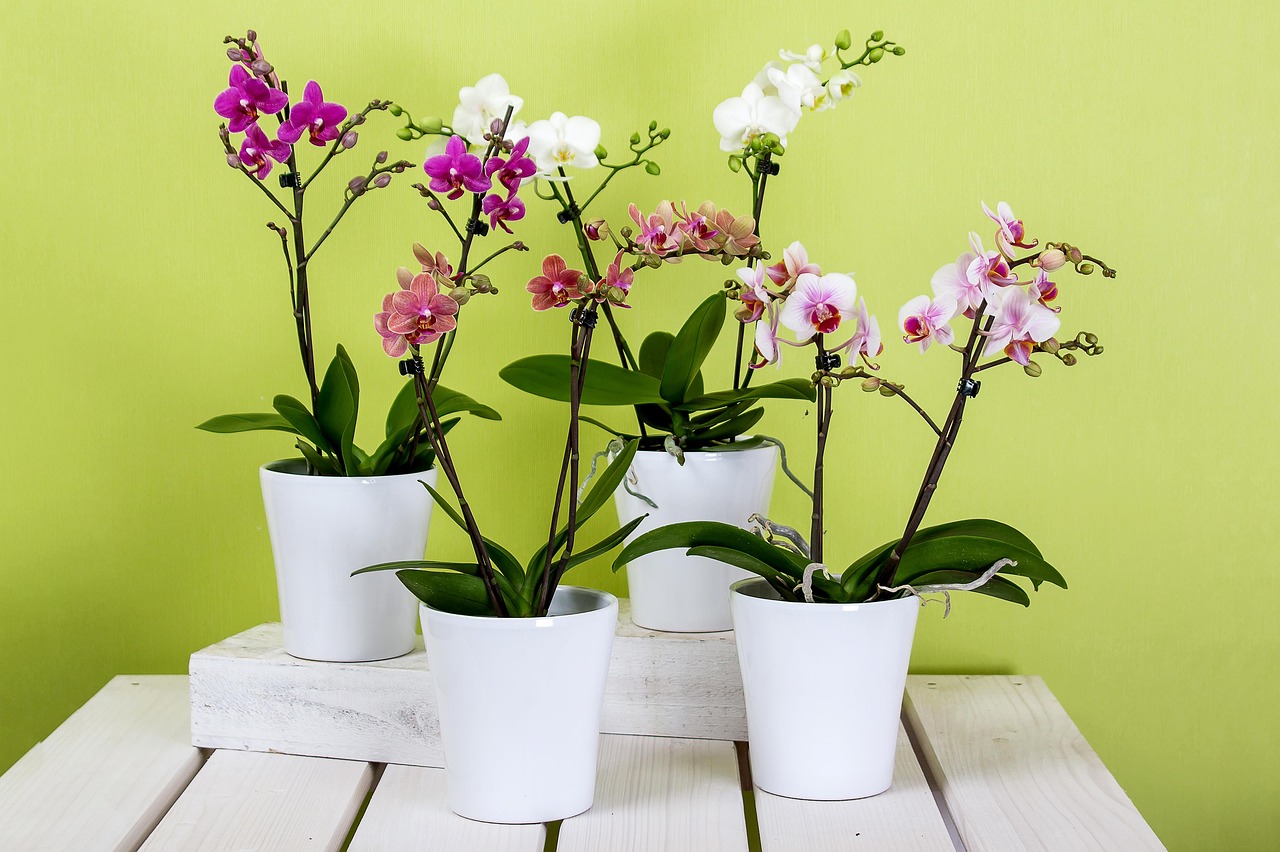 Annaffiatura di orchidee con tecnica giapponese, mostrando metodo e cura delle piante.